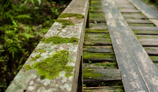 木头热带雨林丛景观中的木环桥蒋冒险图片