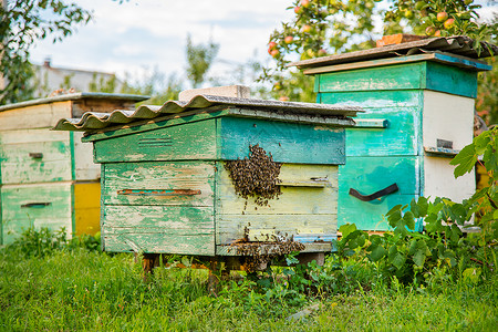 铝蜂窝板幼虫天蜂房里的箱蜜飞向绿色花园的着陆板炎热日子蜂房里箱蜜飞向绿色花园的着陆板爱好背景