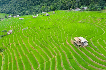 泰国清迈Banpabongpiang的稻米梯田空中观察美丽的著名麦图片