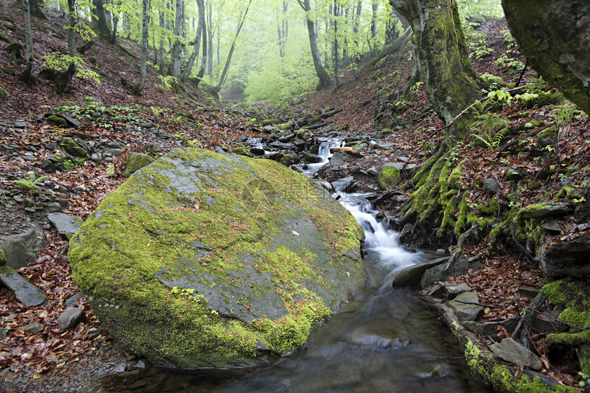 在潮湿的森林中有一大块巨石位于漫着喀尔巴阡山河的区道路上乌克兰有巨大的石在一条山溪的道路上绿色美丽远足图片