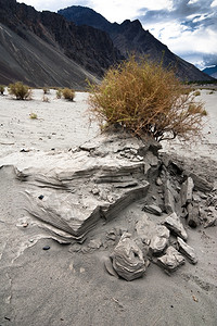 花旅游努布拉谷沙丘种植的印度喜马拉雅山地达赫海拔310米云图片