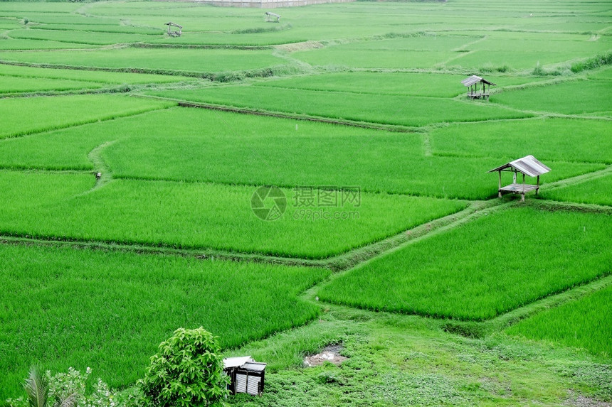 泰国南省Pua区普吉寺绿稻田地貌景观图郁葱生的坠落图片