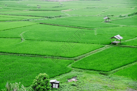 泰国南省Pua区普吉寺绿稻田地貌景观图郁葱生的坠落高清图片