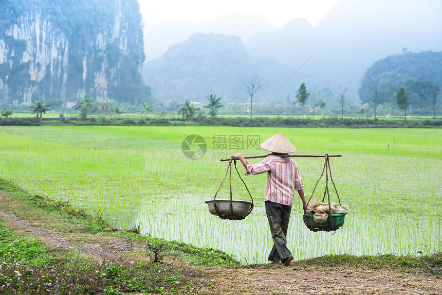 亚洲帽子越南农民在米田工作位于越南旅游景点和目的地NinhBinh大雾清晨东南方有机农业栽培图片