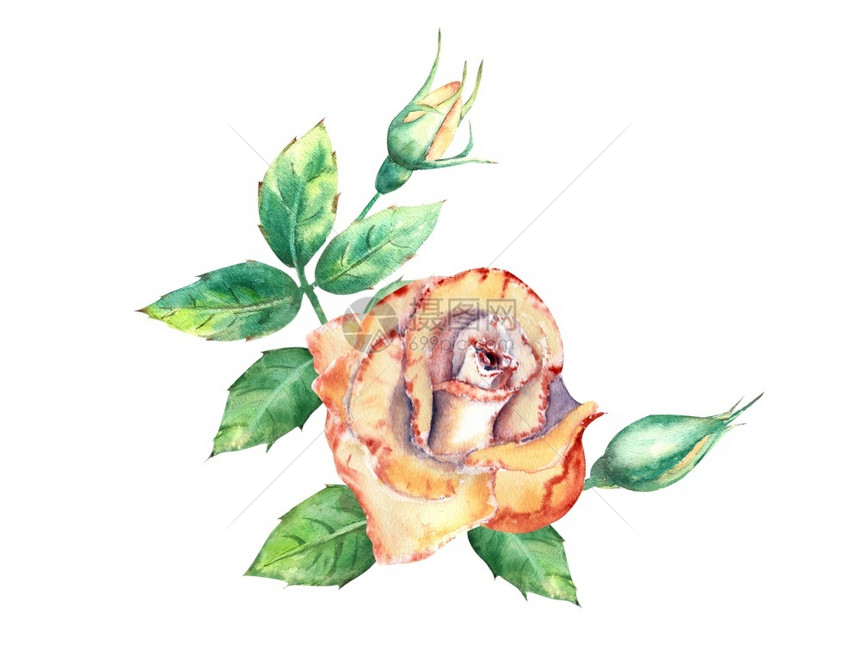 一种花朵绿叶开和闭花团用于贺卡或请柬水彩色插图桃子玫瑰开和闭花团牌或请礼团圈园春天图片