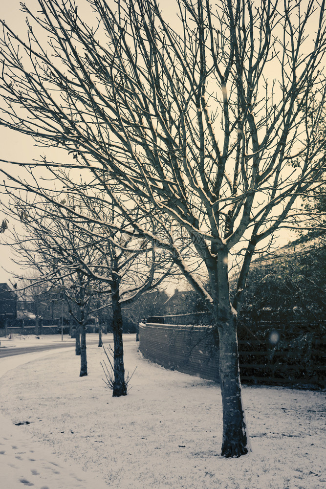 筛选带干枝的树线在路旁有干枝的树木冬季雪覆盖着在倒水过滤器中填满旧树冬季有下雪的树叶路上有雪邻里天气图片