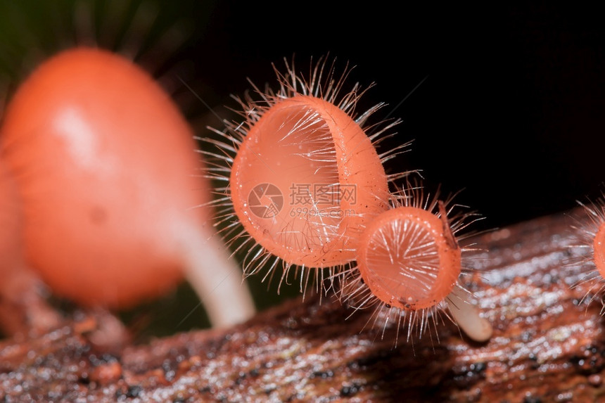 团体杯子蘑菇在枯木或树上兴旺昌盛在草原的Ascomycota植物林Ascomycotta是一种蘑菇有锥形顶盖粉红色橙或户外图片