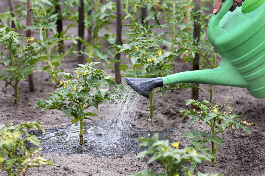 基辅衬套农民使用塑料水罐亲手在花园里浇小菜番茄农民用水灌木丛自然图片