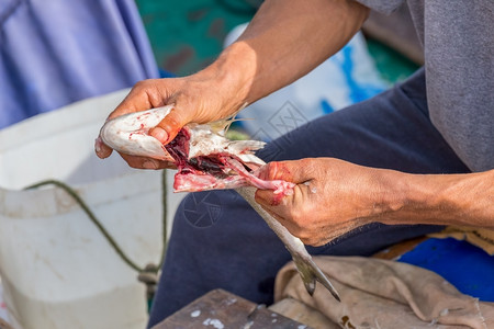 费舍尔渔民除去肠子为鱼做食物准备一顿饭肉高清图片