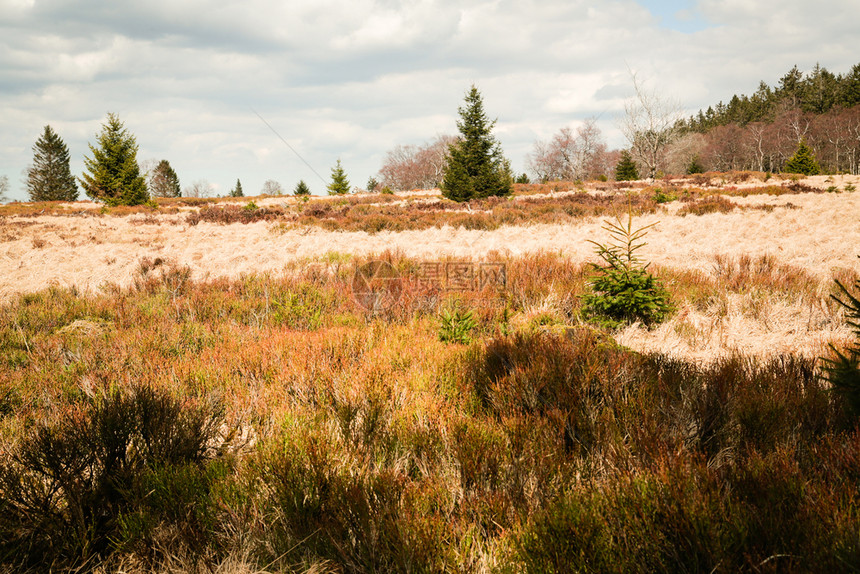 景观荒野草比利时HogeVenen高频VanBotrange信号图片