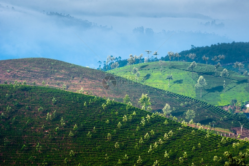 收成阳台生长清晨日出印度喀拉邦Munnar茶叶种植园喷雾自然背景图片