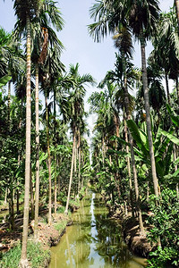 泰王国BetelNuts种植园槟榔草景观图片
