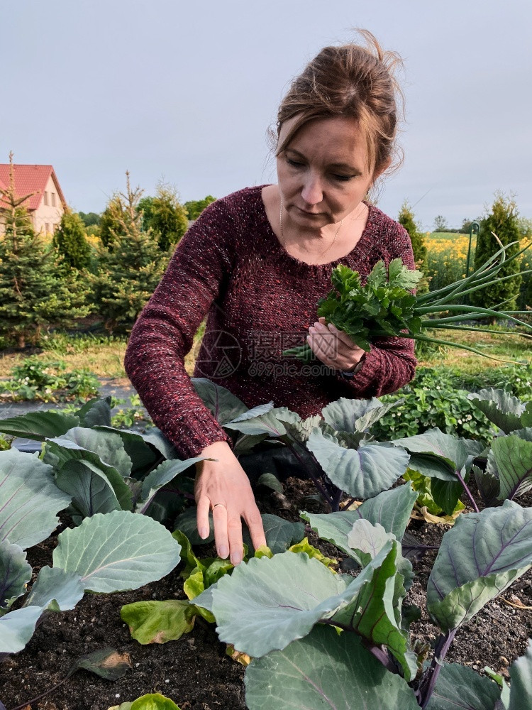 夏令季节生长女人采蔬菜在后院的家花园工作在Candid人真实的时刻情况comedid人真正的瞬间实情况图片
