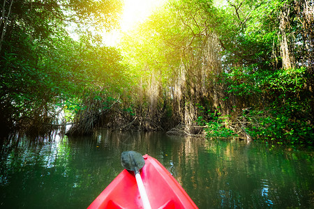 被淹背包根通过红树林的幻想景观在斯里兰卡划独木舟野生美景绝和旅游活动森林背景