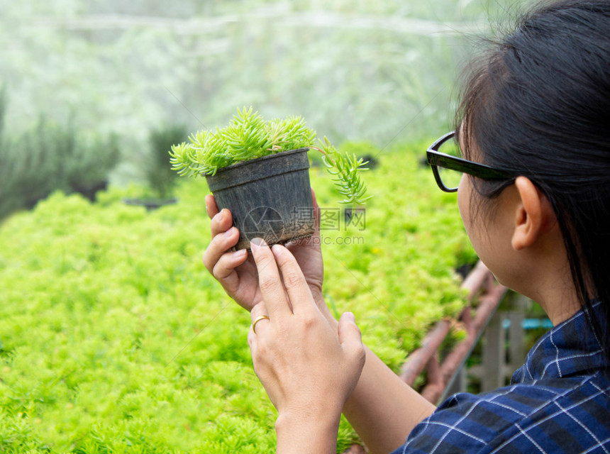 成人关心场地亚洲妇女园艺员照料在温室中种植或出售的塑料锅中生长植物图片
