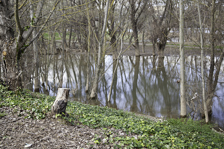 闹鬼着迷的河里树木细河流与林中树木纳特鲁亚雷斯基金水冷杉图片