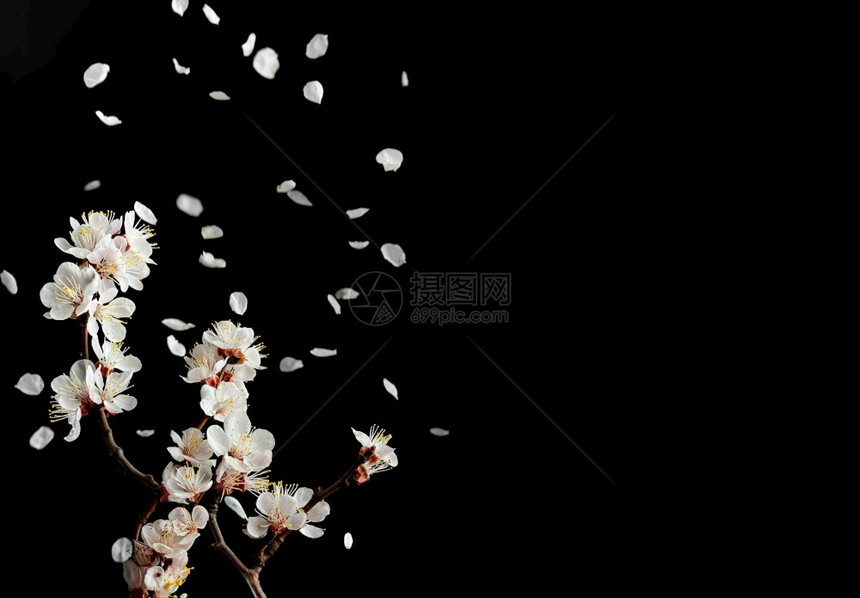 植物学水果东一小片开花樱桃的枝子位于黑色背景上从一个分支空间复制文字本飞花瓣短暂的春天享受着开花果树的瞬间图片