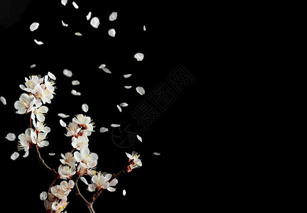 植物学水果东一小片开花樱桃的枝子位于黑色背景上从一个分支空间复制文字本飞花瓣短暂的春天享受着开花果树的瞬间背景图片