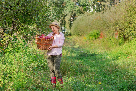 相片维生素有机的采摘苹果收获妇女用在花园里批准手势库存照片采摘苹果图片