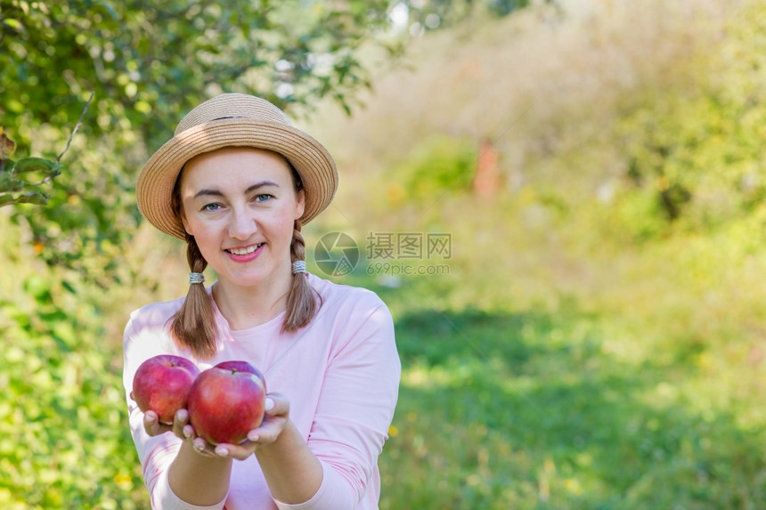 采摘苹果收获妇女用在花园里批准手势库存照片妇女用苹果在花园里水新鲜的绿色图片