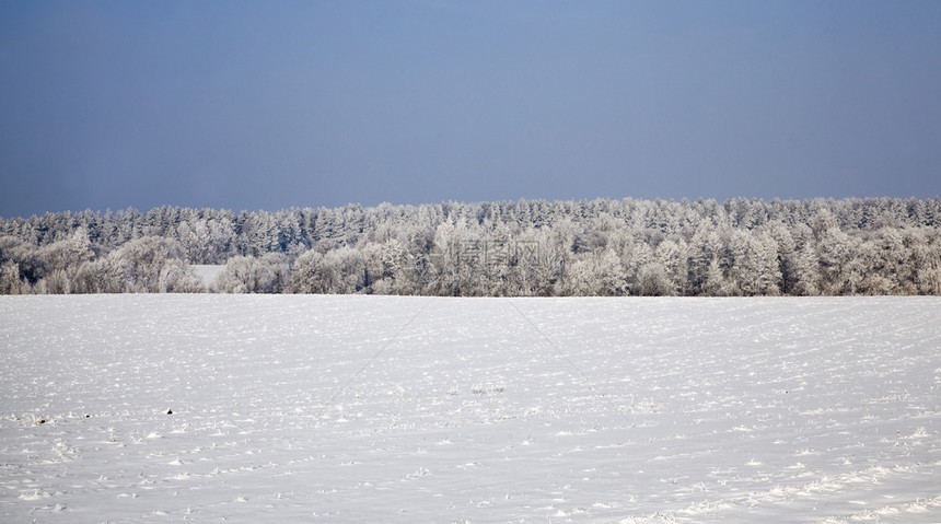 冬季风景雪覆盖田地混合森林降雪和冻后树木枯萎细叶松树冰雪和的枝状寒冷冬季天气还有雪绿色角度冰冷图片