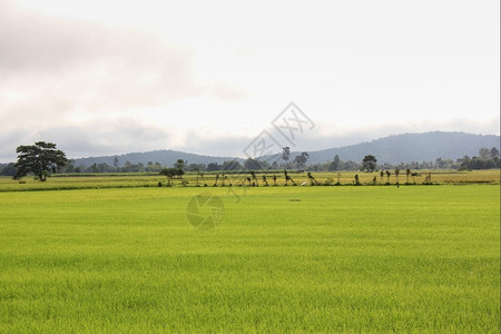 风景名胜人们拉什绿稻田农场图片