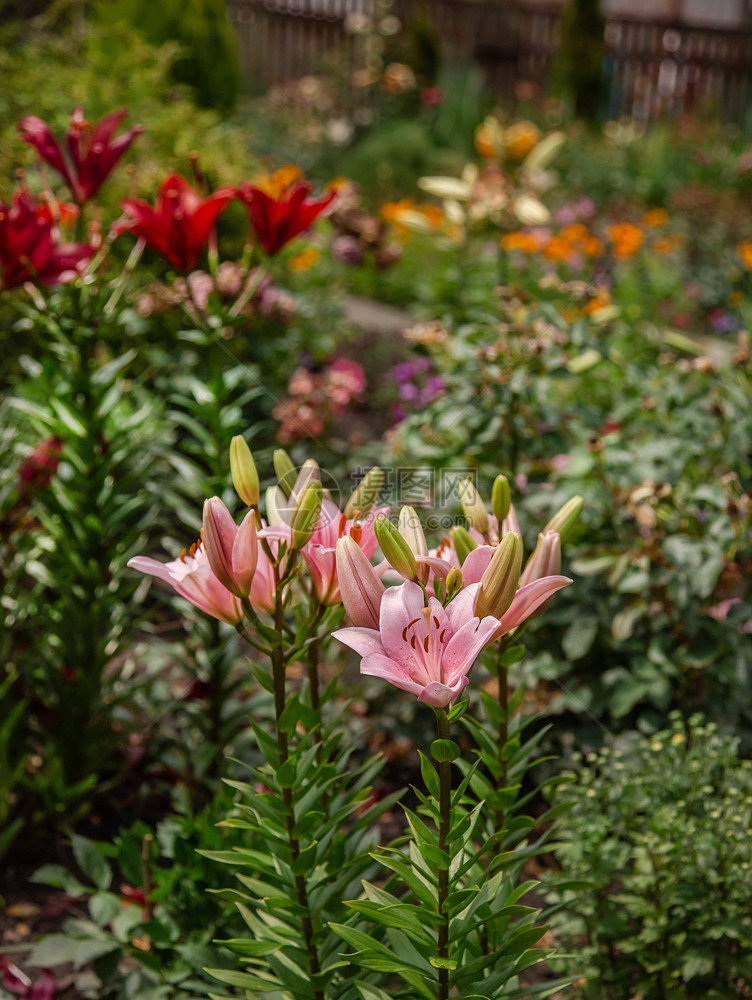花艺强大的白色种植不同品位花朵和园中彩色百合花作为爱好的卉栽培作为爱好的花卉栽培图片