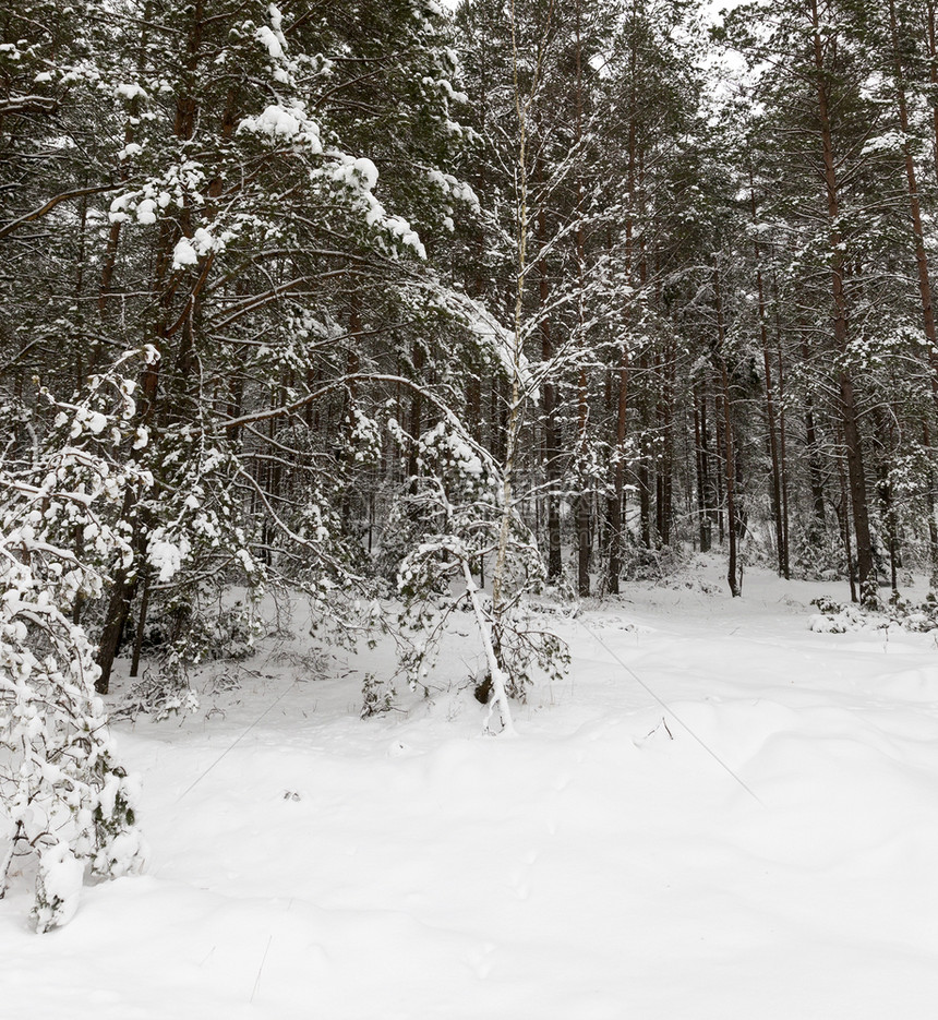魔法冬季风景有不同种类的树木覆盖白雪和霜冻冬季降雪后一天是寒冷的冬季下雪后一天是寒冷的清洁度有雾图片