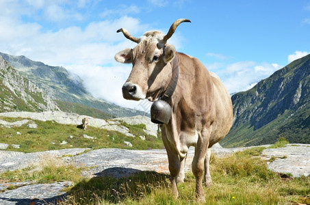 瑞士在Gotthard山口的瑞士奶牛农村季节钟图片