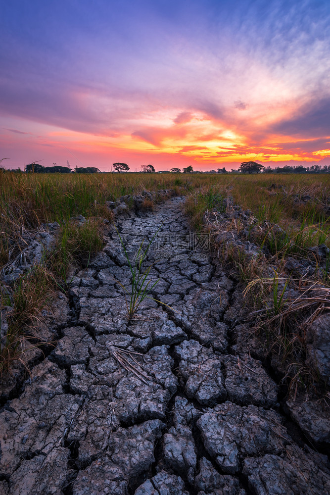 美丽地球太阳棕色干土或破碎的地面质绿玉米田和日落天空背景图片