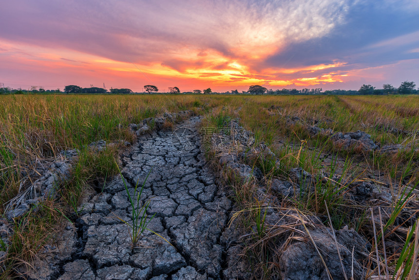 自然美丽棕色干土或破碎的地面质绿玉米田和日落天空背景图片