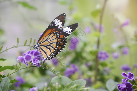 环境白色的自由在花园朵上贴近蝴蝶共同老虎蝴蝶万王图片