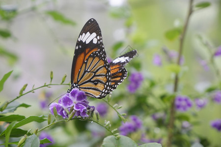 活泼老虎年历飞君主粉色的在花园朵上贴近蝴蝶共同老虎蝴蝶万王背景