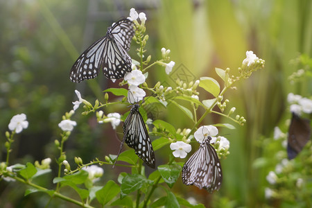 脆弱模糊露在花园的朵上贴近蝴蝶共同老虎蝴蝶万王图片