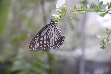 在花园的朵上贴近蝴蝶共同老虎蝴蝶万王宁静阳光花粉图片