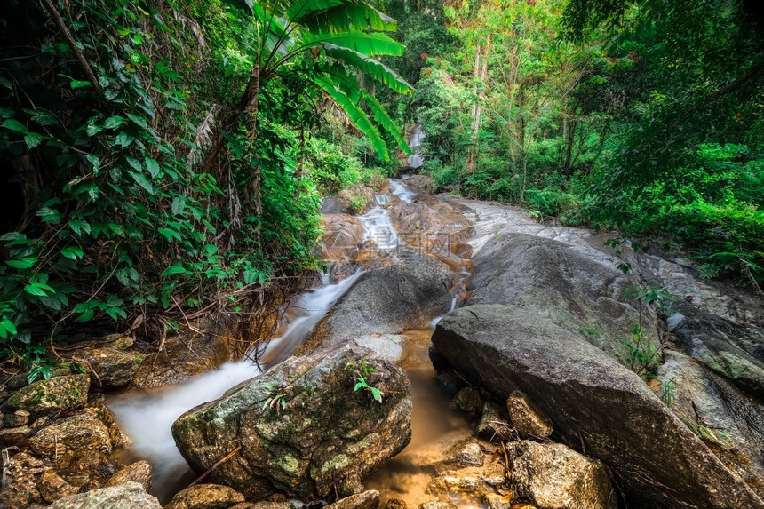 苔藓泰国清迈省DoiInthanon小瀑布公园的丛林植物和流水热带雨林景观泰国清迈省民家的图片