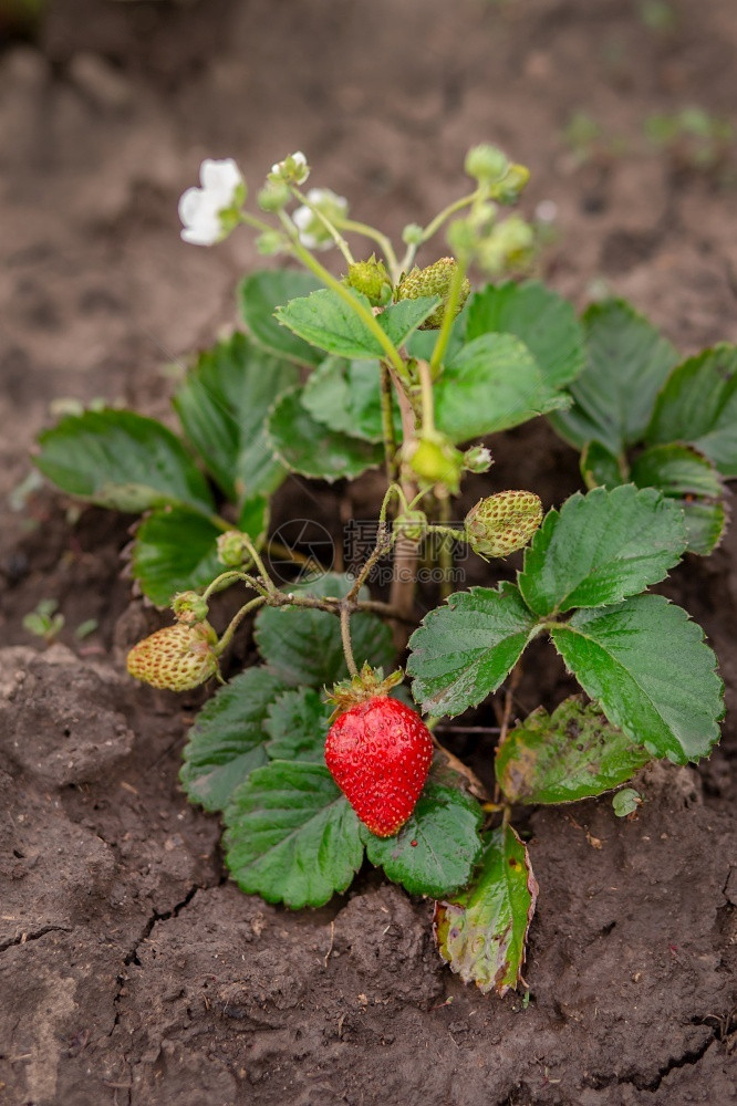 农场新鲜收成红熟的草莓在地上一棵绿灌木的薄片上种植树丛的红成熟草莓在园子中种植有机水果在地上一片绿色灌木的薄上种植图片