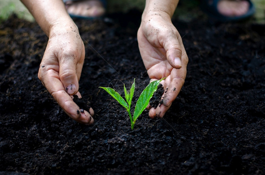 生物行星态系统种植树苗的木手中布克绿地背景持有自然田野草林保护概念的女手持树枝者森林养护概念植树图片