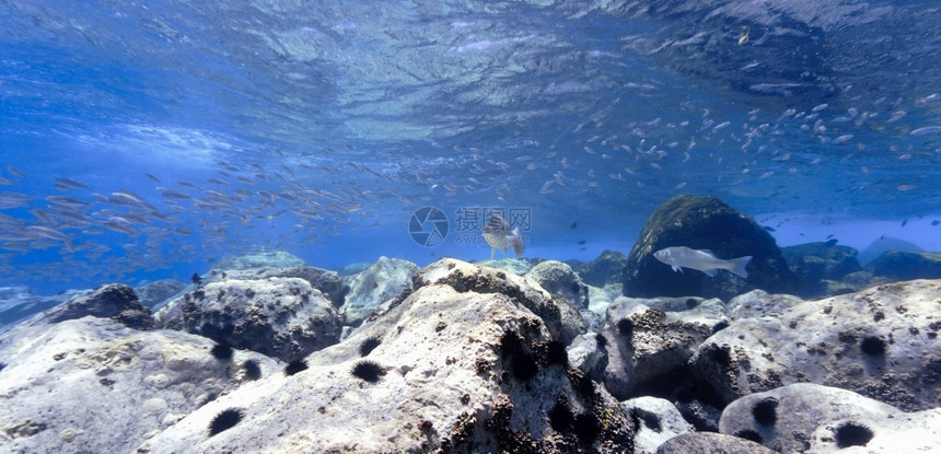 海滩美丽的水族馆和蓝海中的鱼金丝雀岛屿图片