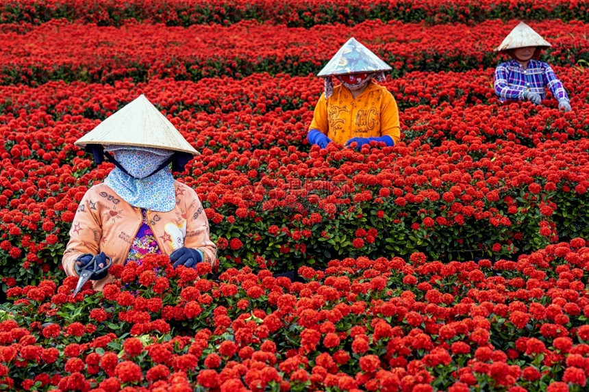 村庄越南农民群体在SadecDongThap省vietnam传统和文化概念中从事红花园工作浇水东图片