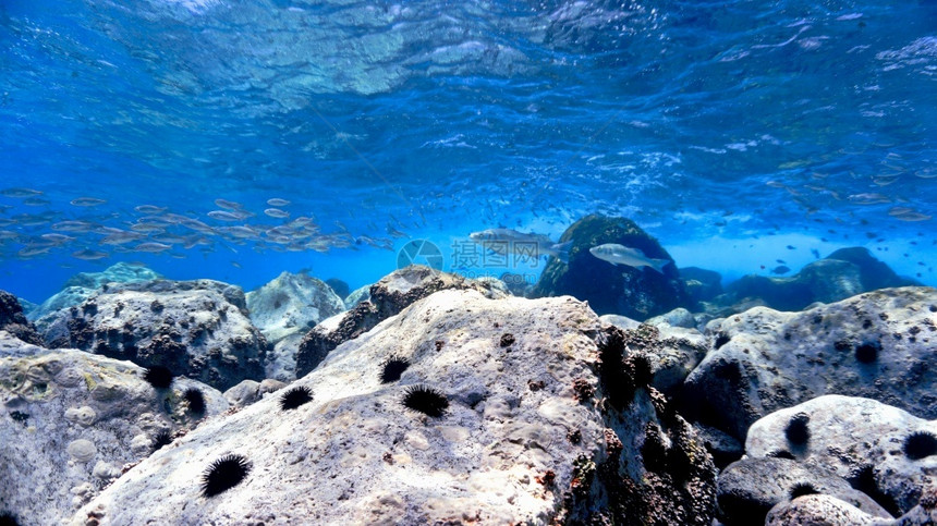 蓝色的景观明信片蓝色海洋中美丽的水族馆图片