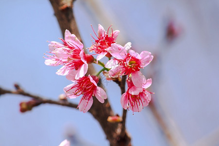 一月悄然而至日本花园高清图片