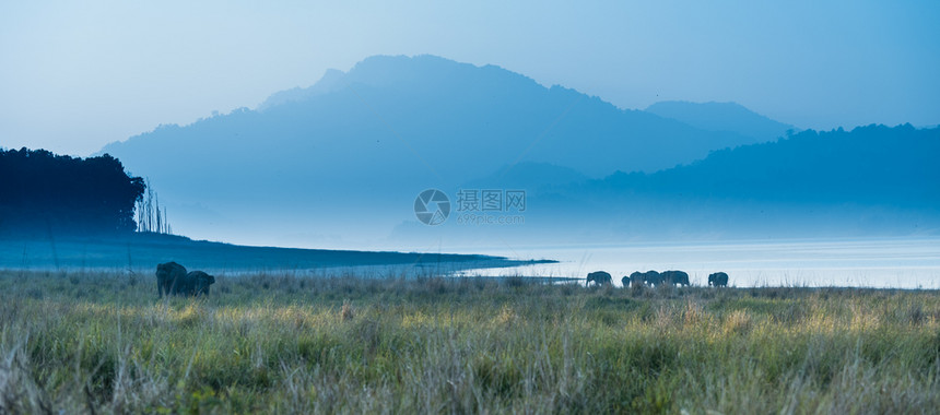 阳光JimCorbett公园草原上的野象土地季节天堂图片