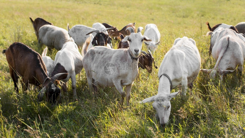 快乐的田园健康山羊在有草的陆地上图片