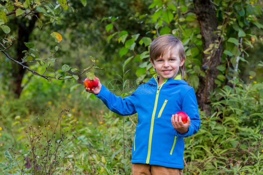 落下携带一顶帽子的个逗人喜爱男孩画象在花园里用一个红色苹果情绪幸福食物苹果秋天收获批准手势库存照片一个可爱男孩的帽子画象在花园里图片