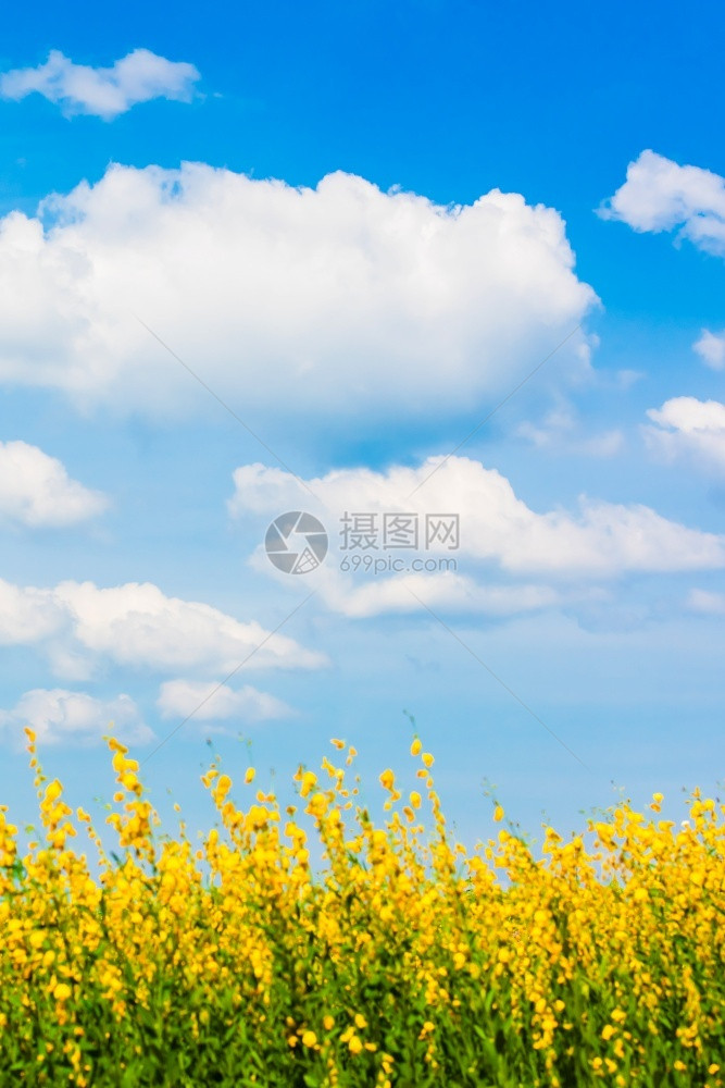 阳光明媚的夏日放松节假期天空为焦点的花朵田中蓝天空明亮的白云其背景包括阳光明媚的夏季放轻松度假白色的盛开清楚图片