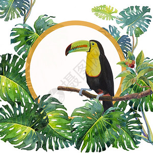 眼睛水彩分支树叶复制一只鸟大嘴托坎坐在树枝上与野生叶坐在一起白底有水彩画插图在纸上动物生命热带设计图片
