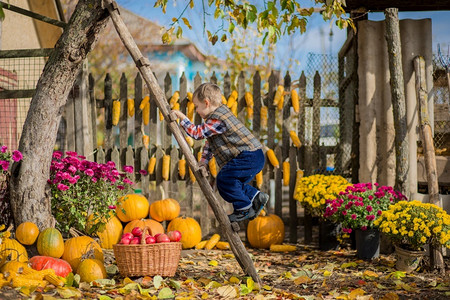 秋天在农场采摘蔬果的男孩图片