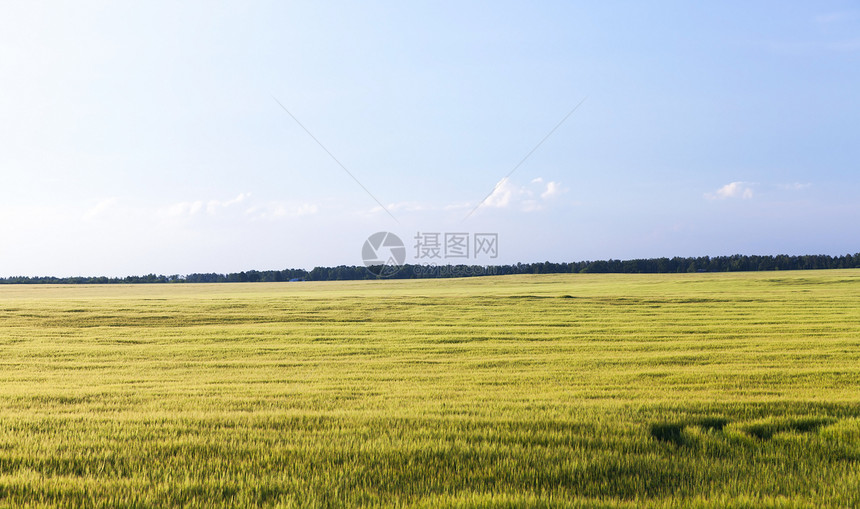 农场片面景观其地深为一小块蓝天本底绿色不熟的谷物中蓝天面积很小在野外种植绿色黑麦农业蓝的图片