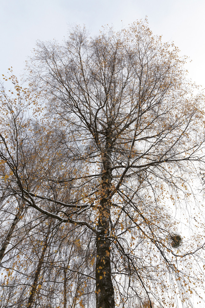 灰色的白雪覆盖黄叶桦树枝拍摄了白雪覆盖的黄叶桦树枝特写宁静有色图片